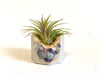 Amethyst Crystal & Fluorite Crystal Planter with Air Plant