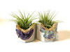 Amethyst Crystal & Fluorite Crystal Planter with Air Plant