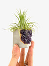 Amethyst Crystal & Fluorite Crystal Planter with Air Plant